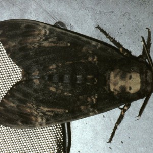 Death's-head Hawk-moth (Acherontia atropos)