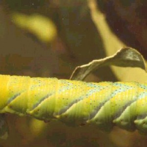 Death's-head Hawk-moth (Acherontia atropos)