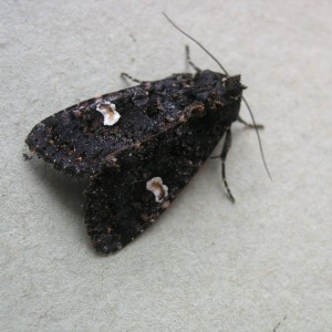 Dot Moth (Melanchra persicariae)