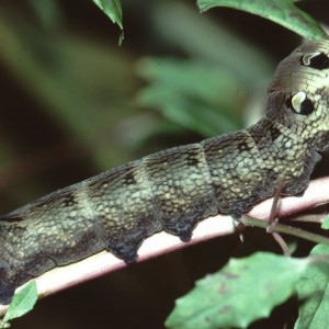 Elephant Hawk-moth (Deilephila elpenor)