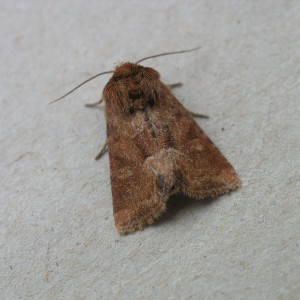 Middle-barred Minor (Oligia fasciuncula)