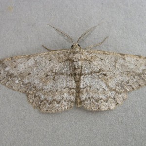 Pale Oak Beauty (Hypomecis punctinalis)