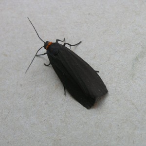 Red-necked Footman (Atolmis rubricollis)