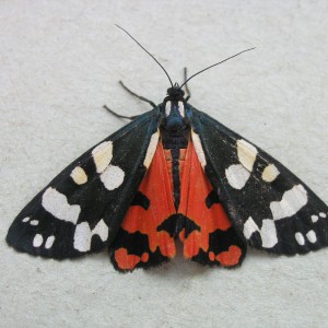 Scarlet Tiger (Callimorpha dominula)