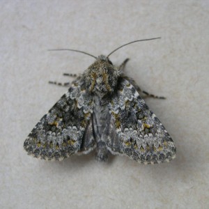 Small Ranunculus (Hecatera dysodea)