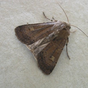 Square-spot Rustic (Xestia xanthographa)