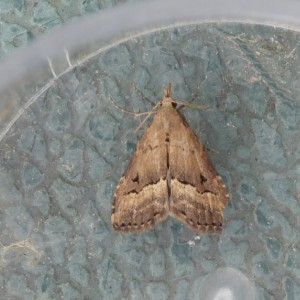 White-line Snout (Schrankia taenialis)