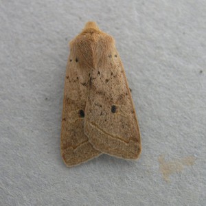 Yellow-line Quaker (Agrochola macilenta)